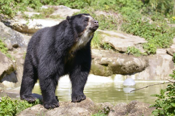 Noahs_Ark_Zoo's tweet photo. Our new #AndeanAdventure will be home to incredible bears like this beauty! More details to follow..! http://t.co/d4QA6432oi