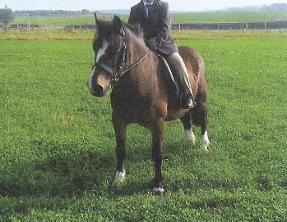 Percy is a 16yr. old welsh pony gelding, 12hh. approx. He is currently looking for a lead rein loan home. See website