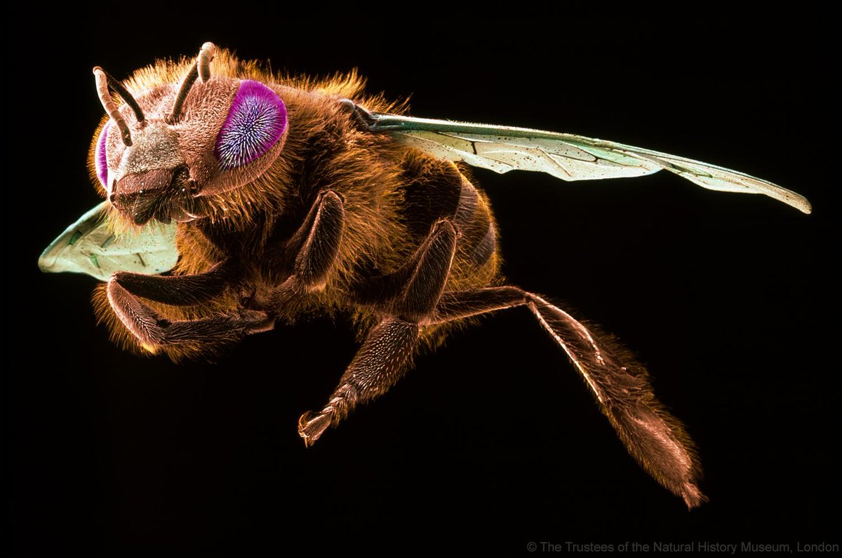 NHM_London's tweet photo. The impact of land use: new research in @JAppliedEcology looks into why bees are buzzing off http://t.co/6el6BOzCzD http://t.co/vetuIFi8cM