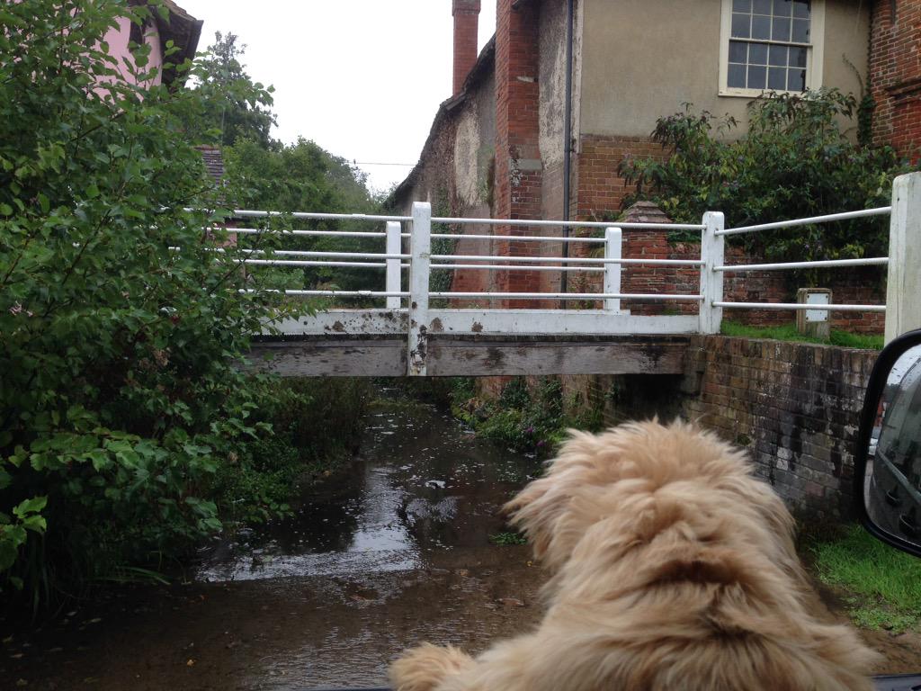 paulinedaniels's tweet image. Towns day trip .. #Norfolkterriet #dogs #dogsofjoy #dogsoftwitter