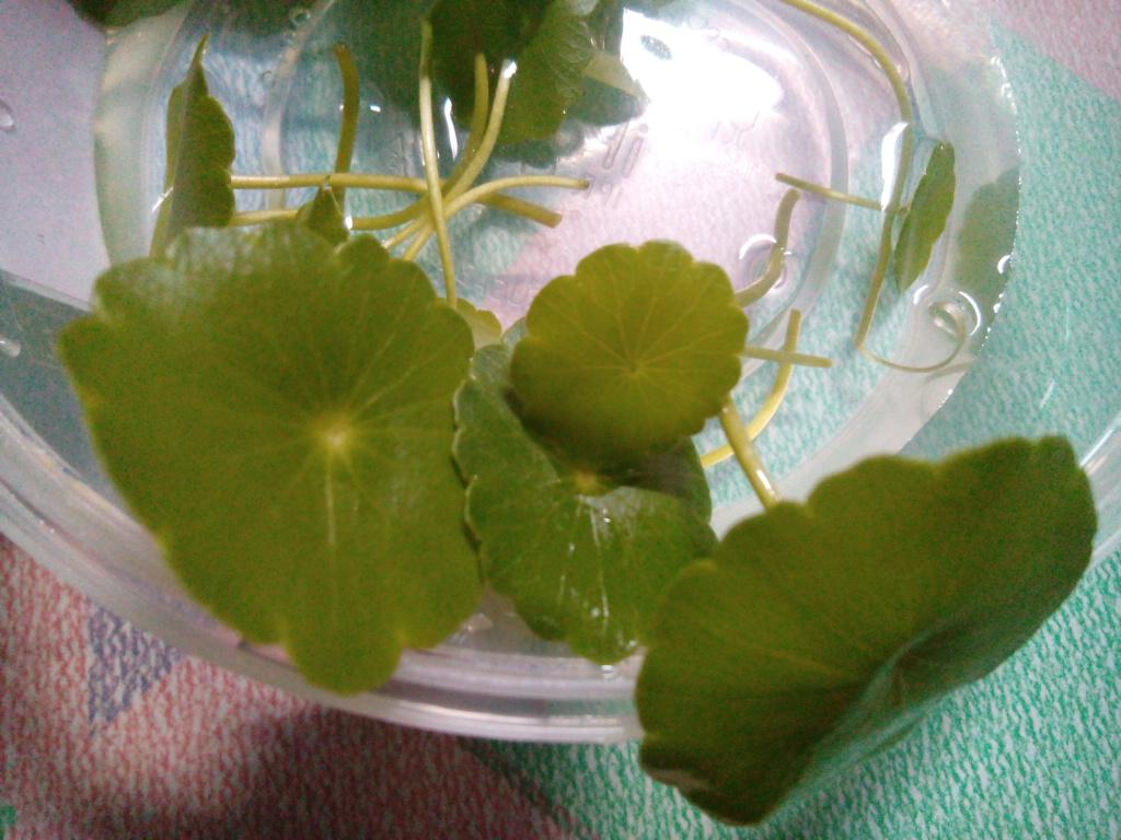 Dodingdaxs's tweet image. What a diet, hahaha