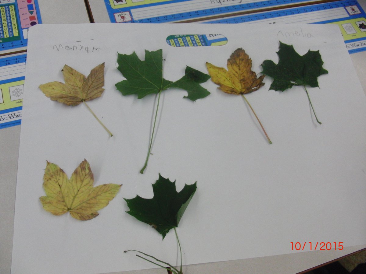 NatDurd's tweet image. @lakecrestschool Grade 1 children had a blast making patterns with fall leaves this morning. #patternsallaroundus