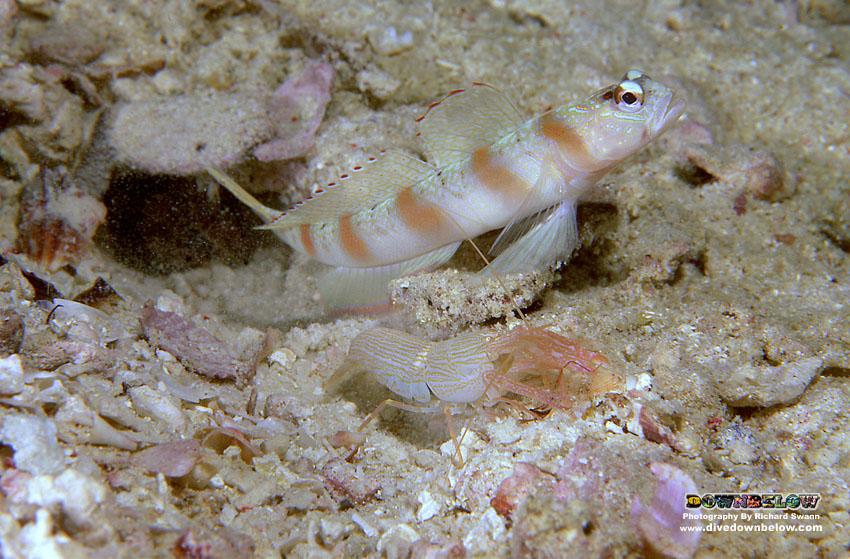 divedownbelow's tweet image. #PerfectPartner BlindShrimp DatLike2Clean &amp;amp;SharpEyeGoby DatDunEatShrimp #Live2gevrInHarmony #LearnMuch @divedownbelow
