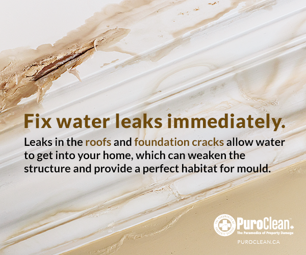 PuroCleanCanada's tweet photo. Safety &amp; Prevention: fix water leaks immediately to prevent structure damage and mould growth. #WaterDamage #FixLeak http://t.co/I3NeF7fTfG