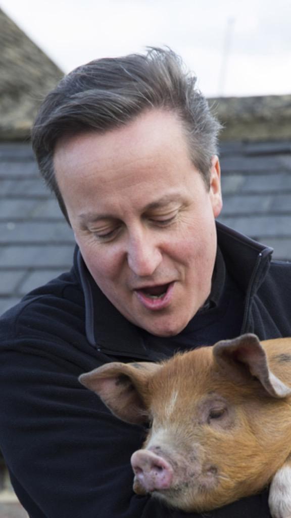 Nigel_UKIP's tweet photo. Fifteen minutes into Peppa Pig and chill when Dave gives you this look #PigGate #baeofpigs #Hameron http://t.co/IFiyjosSQw
