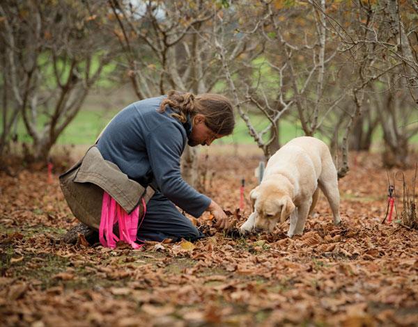 How Australia created the world's biggest truffle producer ow.ly/SslBh