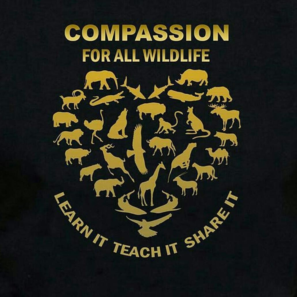 AylahY's tweet photo. @BoycottCircusCO @Boycottcircus @savetherhino @BabyAnimalsPic #CecilTheLion #peacenotwar http://t.co/r9mNDEzO1z