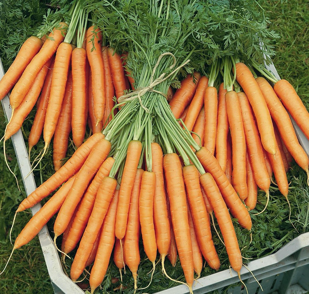 Морковь гибриды. Морковь Наполи f1. Морковь Наполи семена. Сорт моркови Наполи.