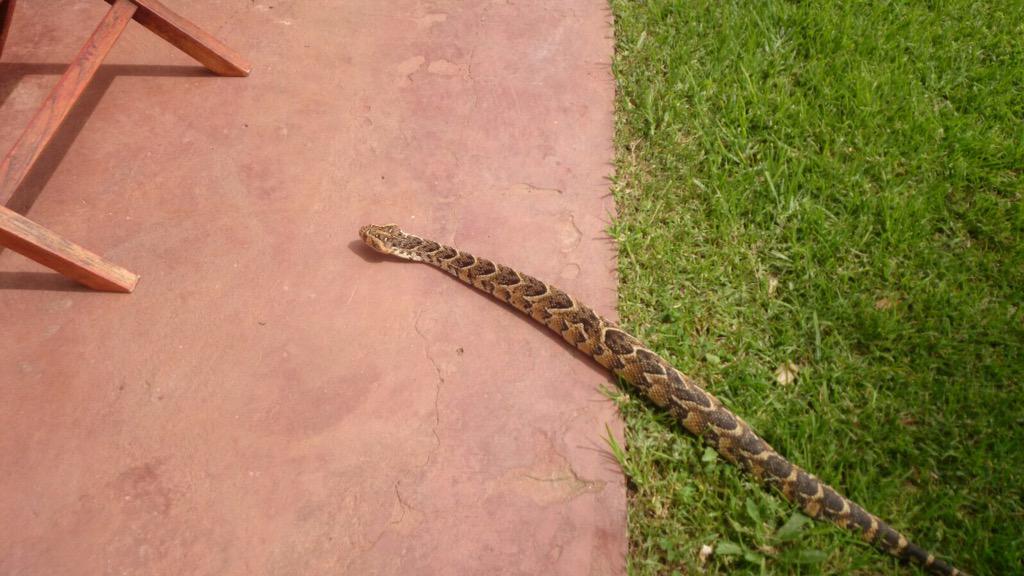 strandveld's tweet photo. This particular visitor to our Tasting Room wanted some Sssss-sauvignon Blanc today! http://t.co/PmSkAcvYYx