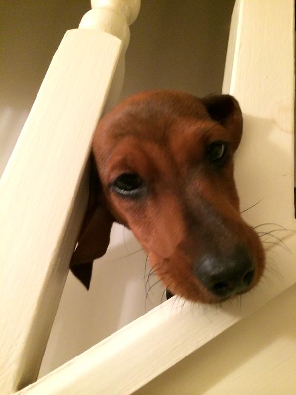 I say <a href="/TripeUK/">Tripe Marketing Board 💚</a>, am I too late to enter #TripeDog2015... slipped my mind with all the puppy stuff going on...