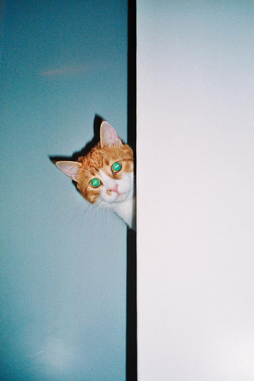 DonVodkat's tweet photo. Hello everybody! He vuelto, en formas de fichas. 🐈 http://t.co/AjPL62Mzut