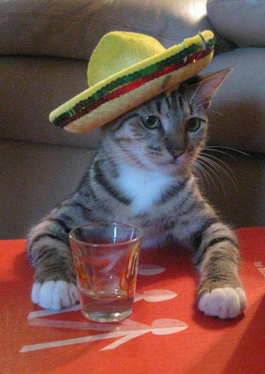 DonVodkat's tweet photo. @OdeOlga Es que las fiestas patrias estuvieron muy buenas. :3 http://t.co/l3vf8nT91s