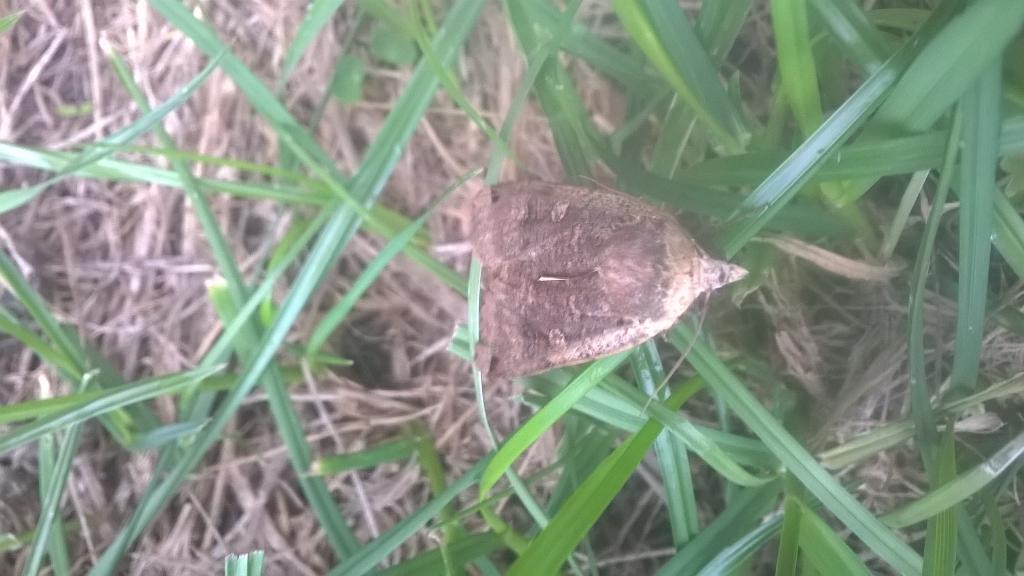 NWmole's tweet image. Moth outside my workshop today.