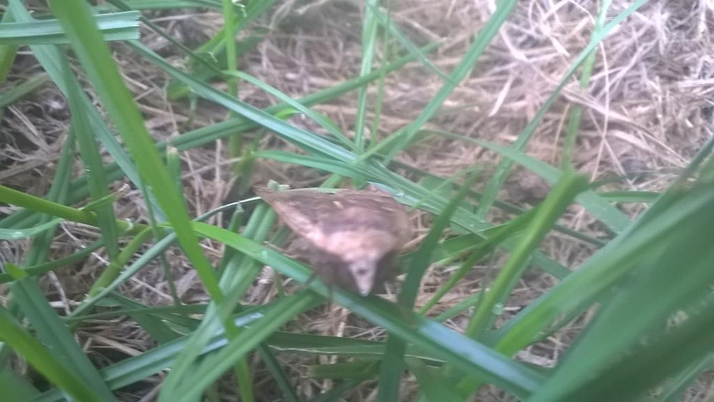 NWmole's tweet image. Moth outside my workshop today.