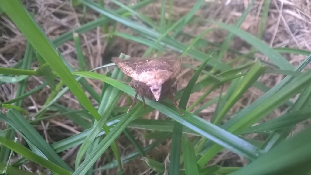 NWmole's tweet image. Moth outside my workshop today.