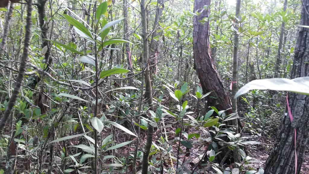 fl_muck's tweet photo. Current status: vegetion monitoring in this bay swamp #yellowfly hell #ecology #wetlands http://t.co/UDrxH1P6f2