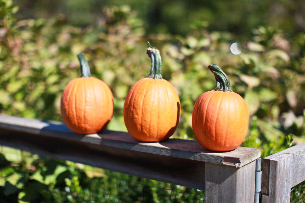 BeachPlumFarm's tweet photo. We're looking forward to celebrating harvest season w annual Fall Festival-Oct 10, 17, 24, 31 http://t.co/CWOvHdpyc7 http://t.co/3yWa7DuGxA