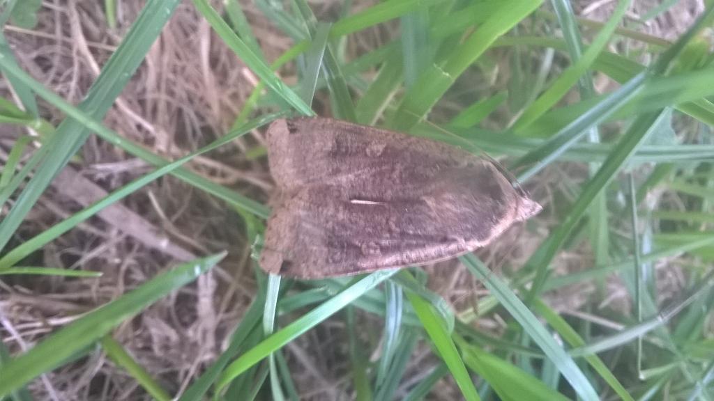 NWmole's tweet image. Moth outside my workshop today.
