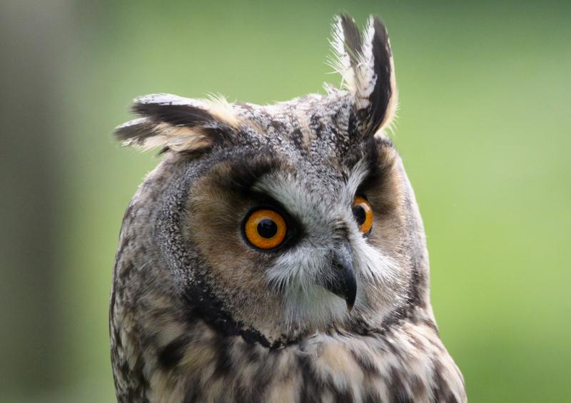 Ausainās pūces jau migrē. Šonakt divas jaunās (tēviņš &amp; mātīte) apgredzenotas Lauteru jūrmalā (G.Graubics &amp; co).