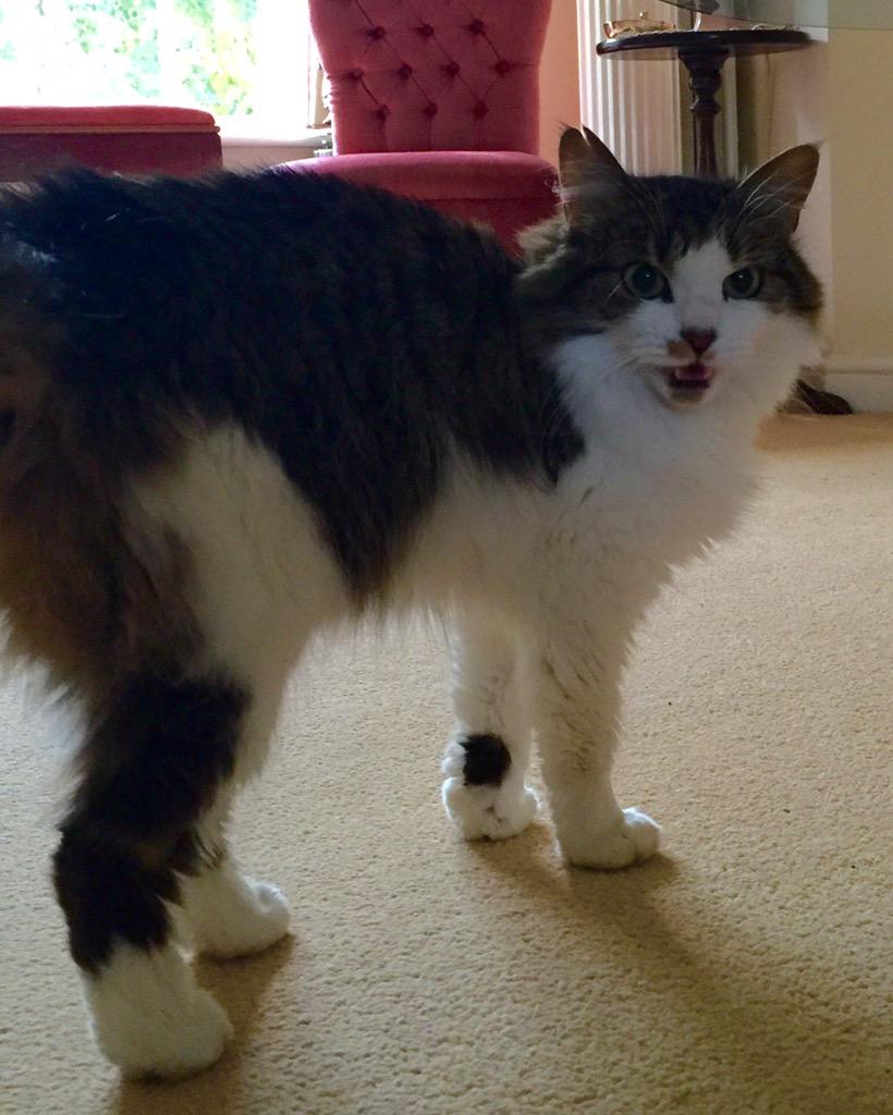 FluffleTheCat tweet picture