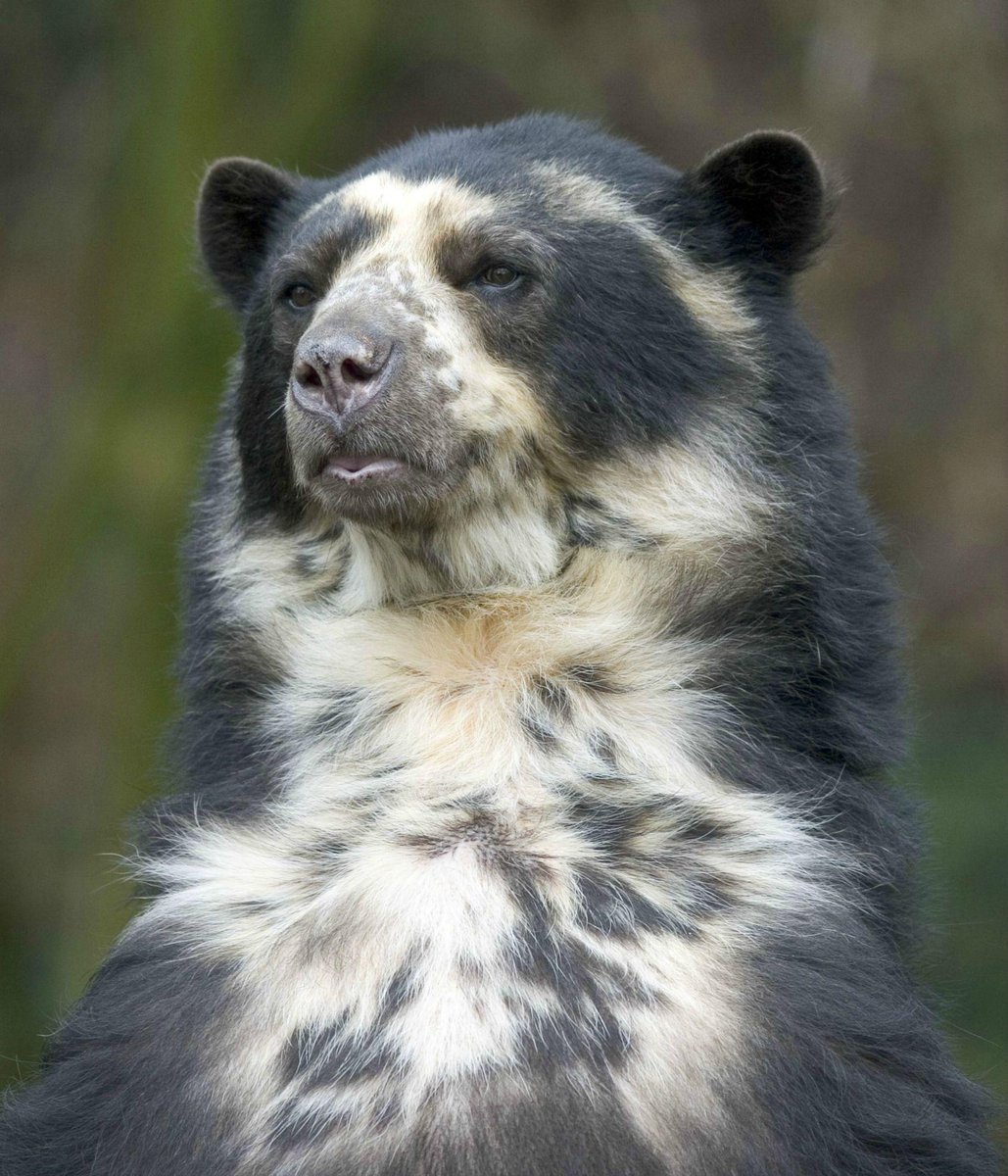 Noahs_Ark_Zoo's tweet photo. @DestBristol @VisitSomerset Details of our #AndeanAdventure for endangered bears..! http://t.co/Mh4me2tEiS http://t.co/TSFOPXvvAN