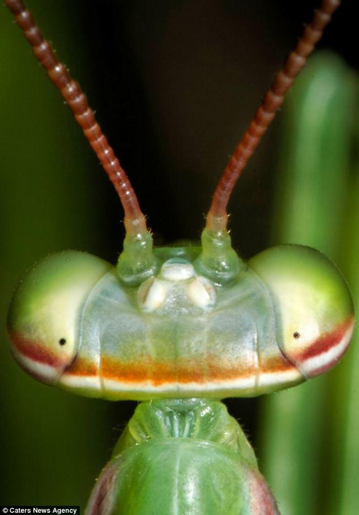 Глаза богомола. Богомол. Забавные насекомые. Самые необычные насекомые. Необычные богомолы.