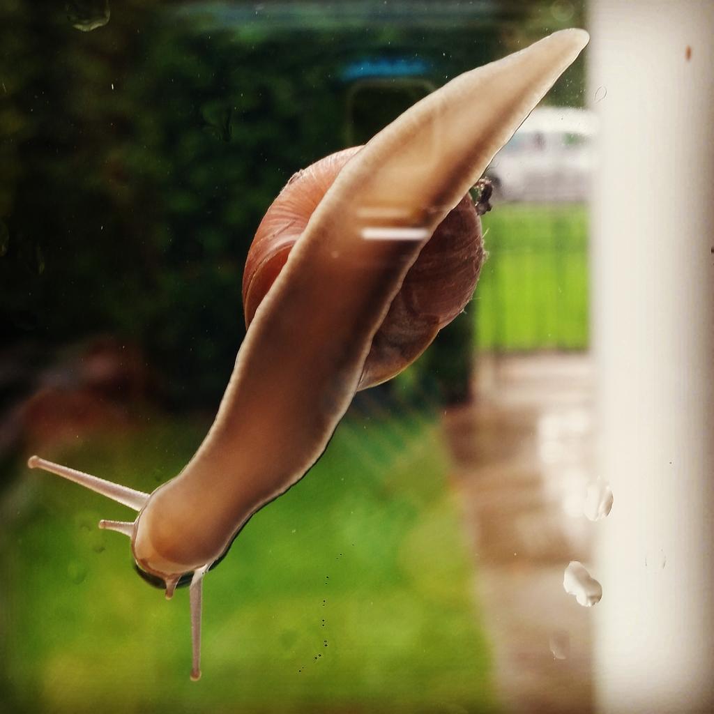 Someone's taken a wrong turn!! #whichwayhome 🐌🐌🐌