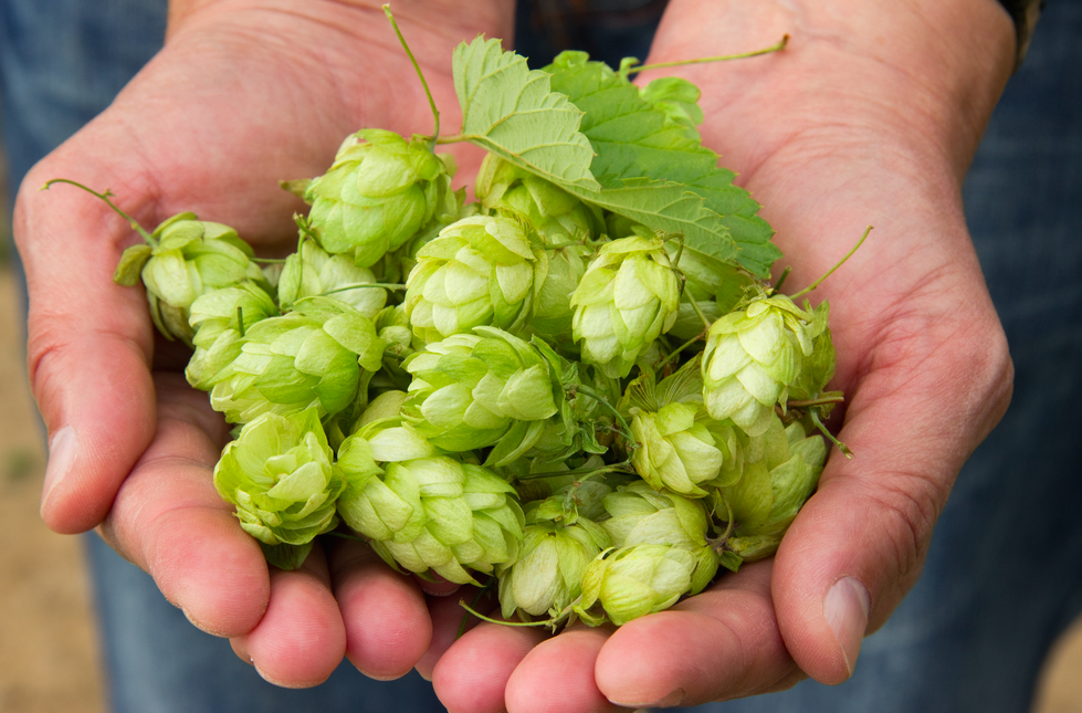 CivilEats's tweet photo. A team of dedicated farmers and brewers are bringing local hops back to New York http://t.co/4v4lyUyKLd http://t.co/7syFWsaAJk