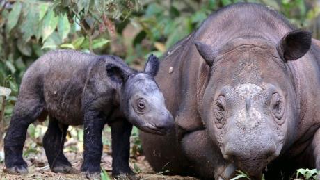 CBCScienceEnv's tweet photo. Highly endangered Sumatran rhino mom pregnant with 2nd calf http://t.co/tyxsjQNe00 http://t.co/VBMahT8HPx