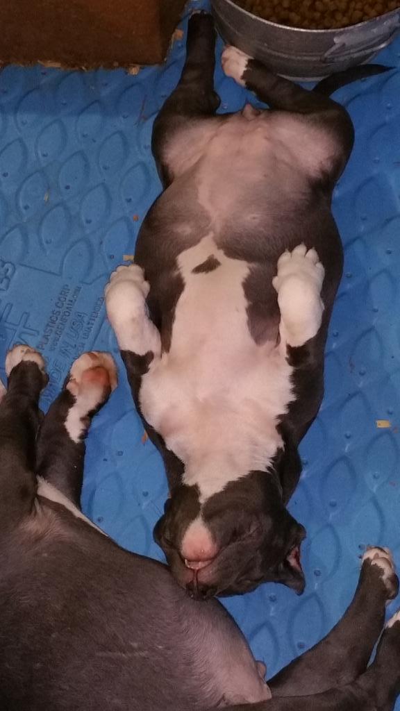 HardRockBullys's tweet image. HardRockBullys.com Mr Crawley  &amp;amp; Lil Toxic female pup 'Kona' resting up before her journey from Georgia to Alaska