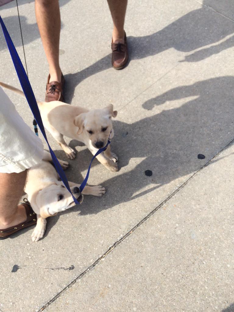 dogsofKSU tweet picture