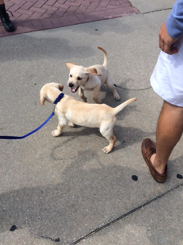 dogsofKSU tweet picture