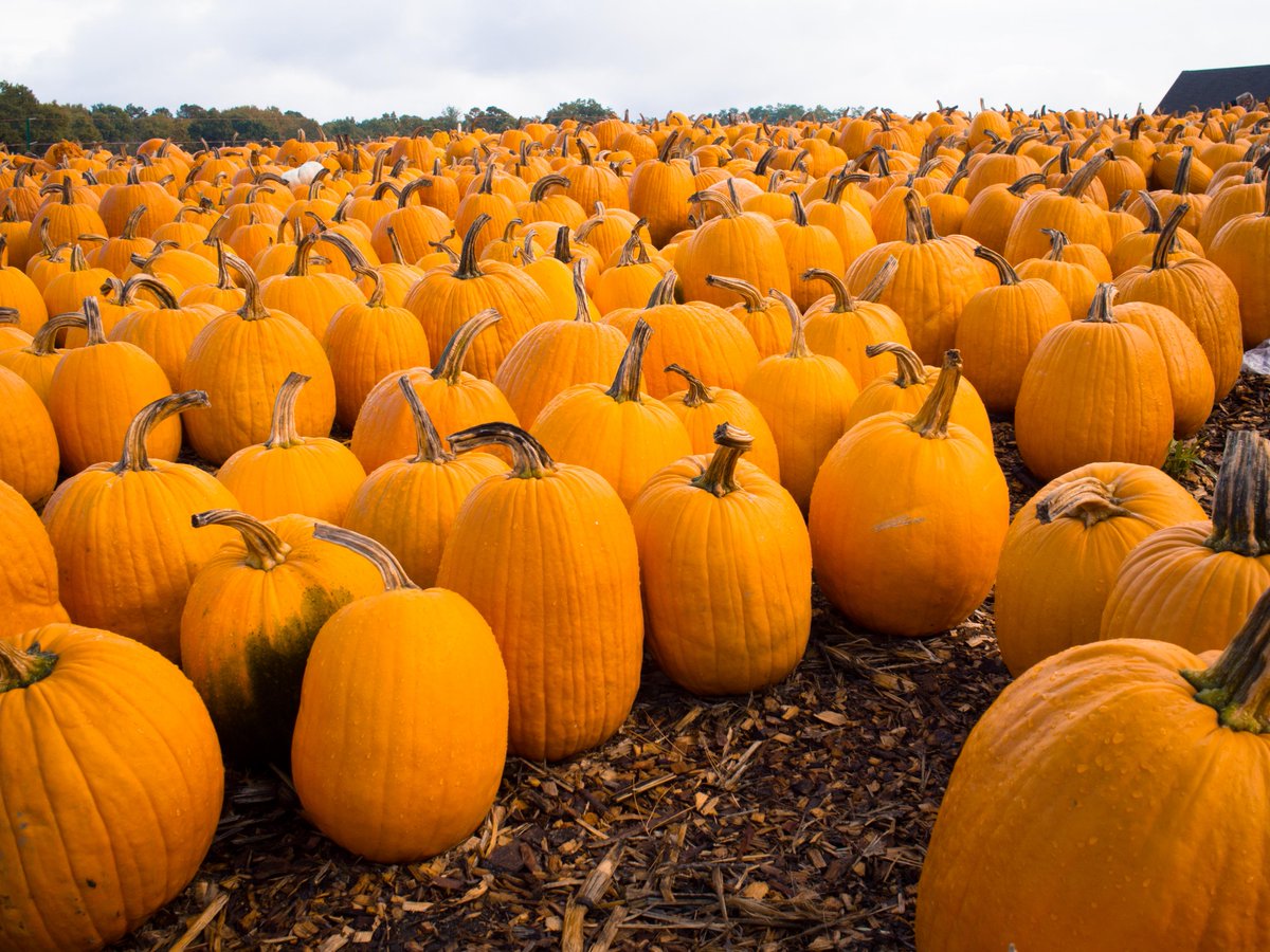 Welcome fall! Tis the season for football, hoodies, pumpkins, and nights by the ol fire pit!