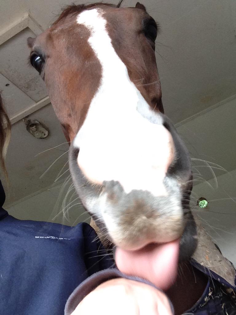 rosiehill7's tweet image. Cockle Town Boy posing for the camera this evening😝 #socute @team_choochoo @ianmallard @bpowell13