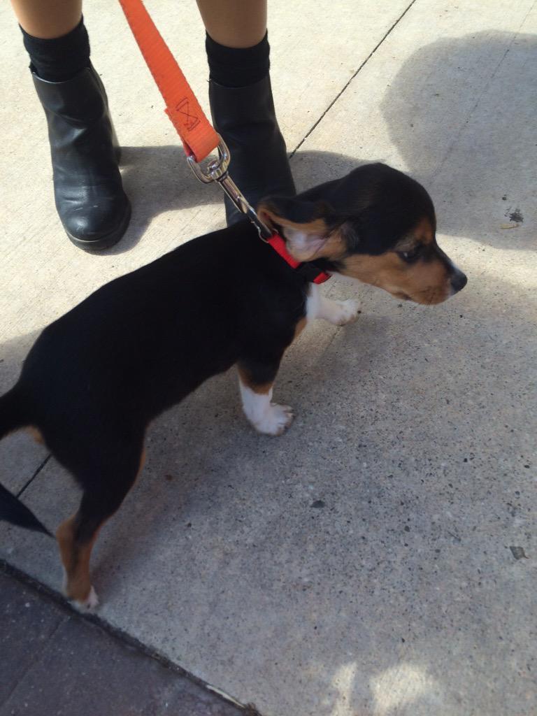 dogsofKSU tweet picture