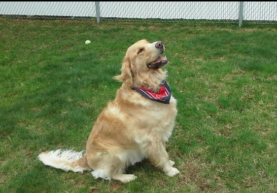 MillionDogsClub's tweet photo. Welcome Spencer, the new member of the #MillionDogsClub.
Join Spencer today http://t.co/SE4Mr10sp9, and help #dogs! http://t.co/GITsdIhSjm