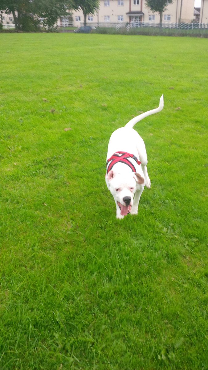 chanickyyy's tweet image. What a mong! #kaisy #americanbulldog