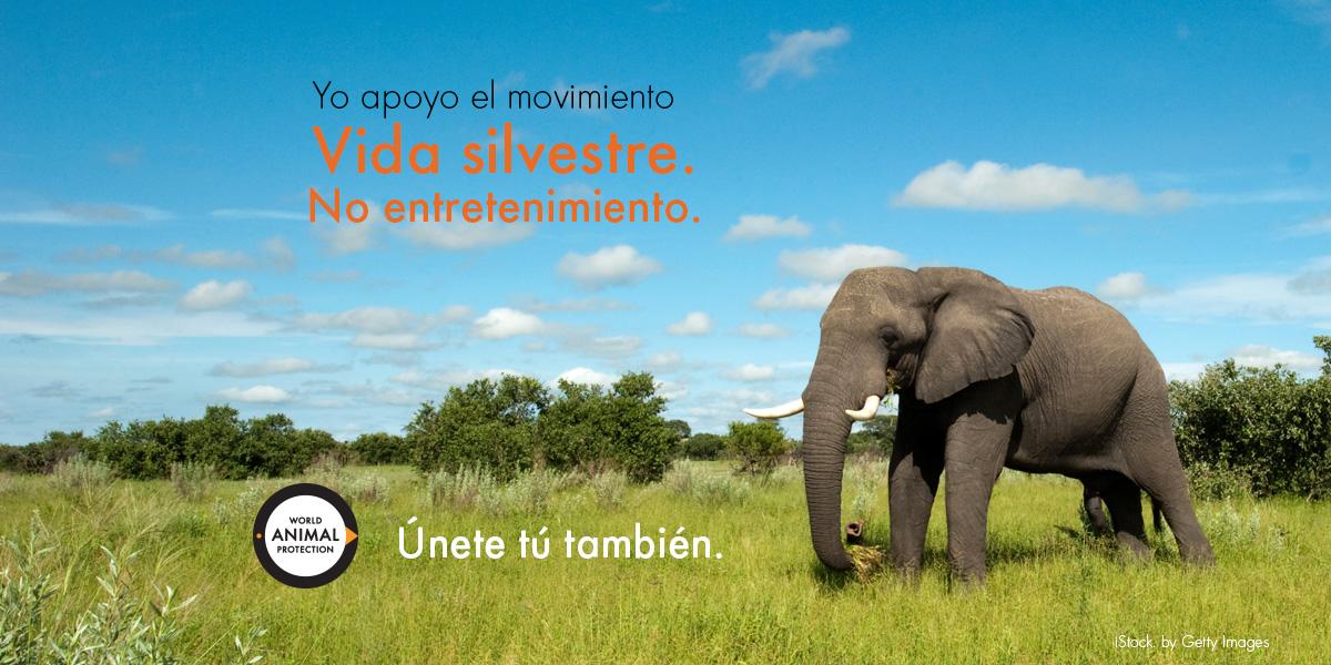 MovemosalMundo's tweet photo. RT si estás en contra del abuso de vida silvestre en el turismo. Únete a la campaña: http://t.co/6c7GwEwD0O http://t.co/hafVrbmbpC