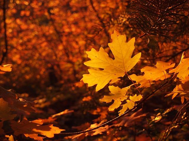 ajaxcomm's tweet photo. Happy #Fall! Make sure the only thing dropping are leaves and not your #communication #system! http://t.co/u4RqlsPTTH http://t.co/PFSPDOLXVX
