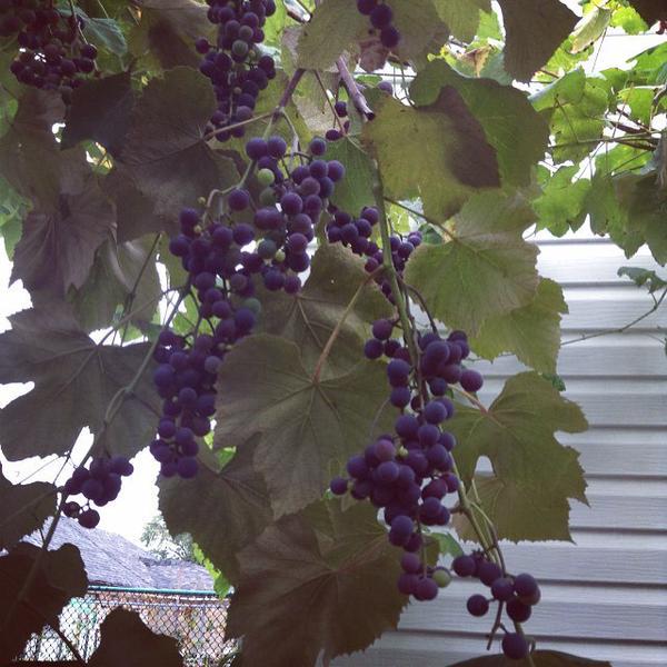 Tellwut's tweet photo. Have you ever tried homemade wine? RT if you like #wine or #grapes #WineWednesday #WhineWednesday #TorontoBackyard http://t.co/uUKJmfYBJ7