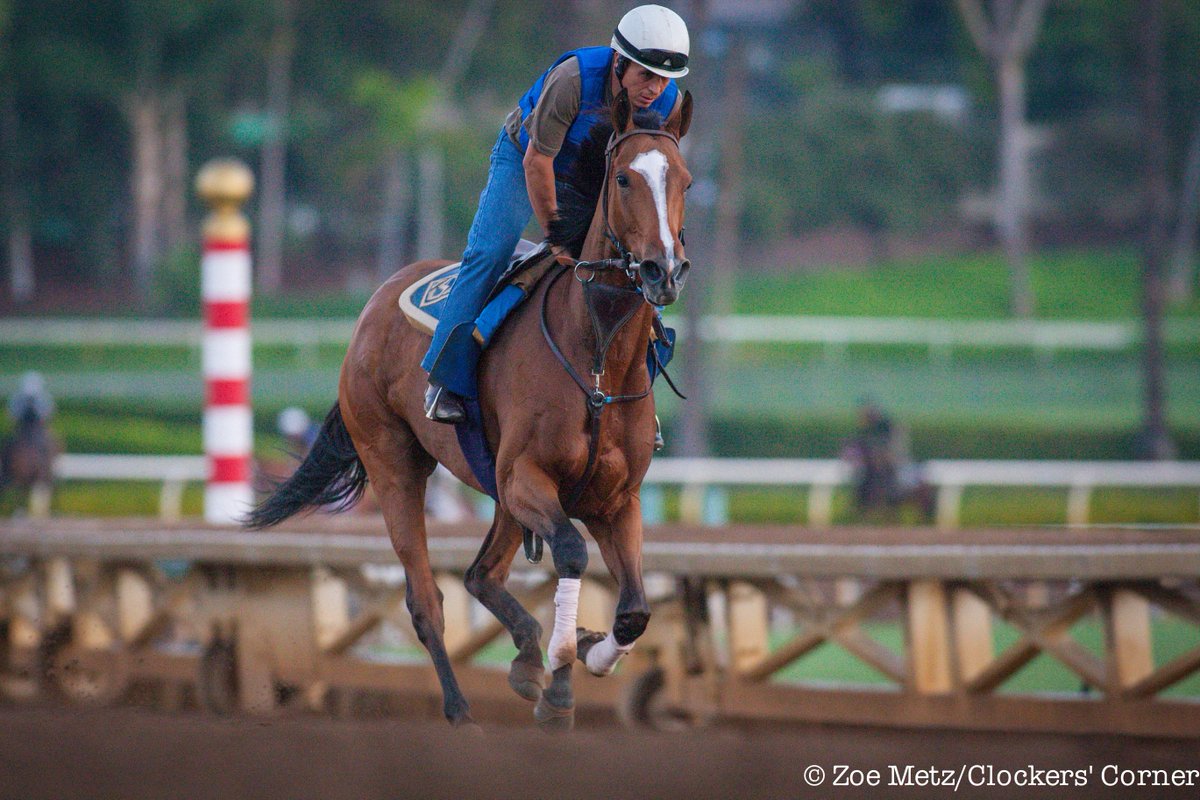 1st_racing's tweet photo. Elektrum (IRE) galloping this morning @santaanitapark #RodeoDriveStakes http://t.co/vF44UZ2ogX