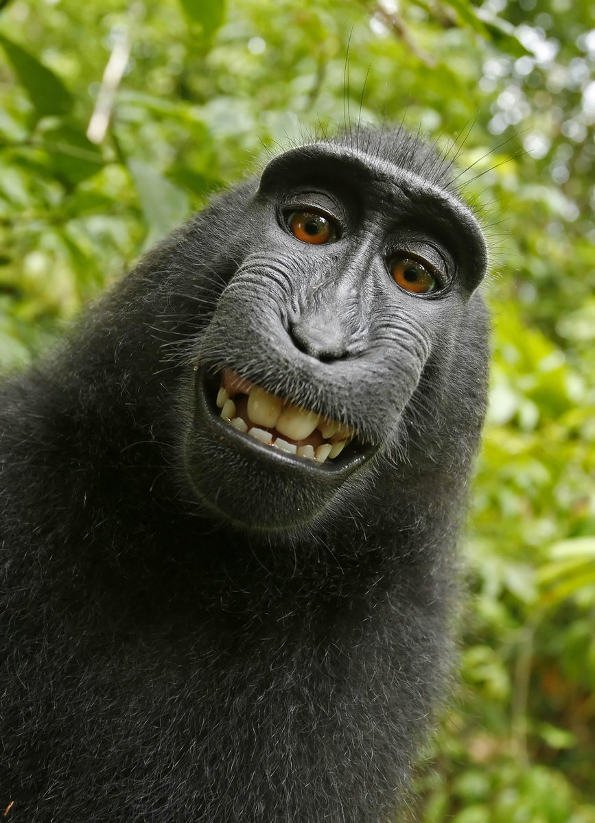 planetmoney's tweet photo. Monkey runs off with camera, snaps cute selfie. So who owns the copyright? The monkey? http://t.co/Hkt9W4HXTo http://t.co/mcbLL0Ewff