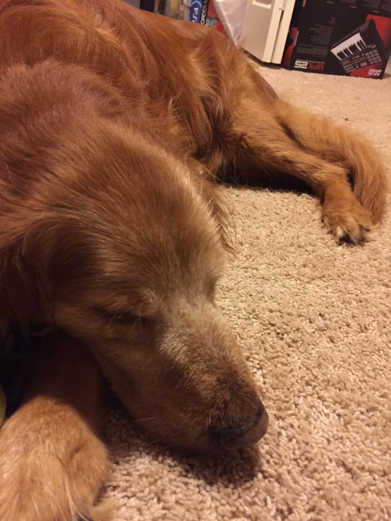 JakeMarcusMN's tweet photo. My dog Yogi, named after the great #YogiBerra you will be missed "it ain't over till it's over" http://t.co/jlYnYZePQX