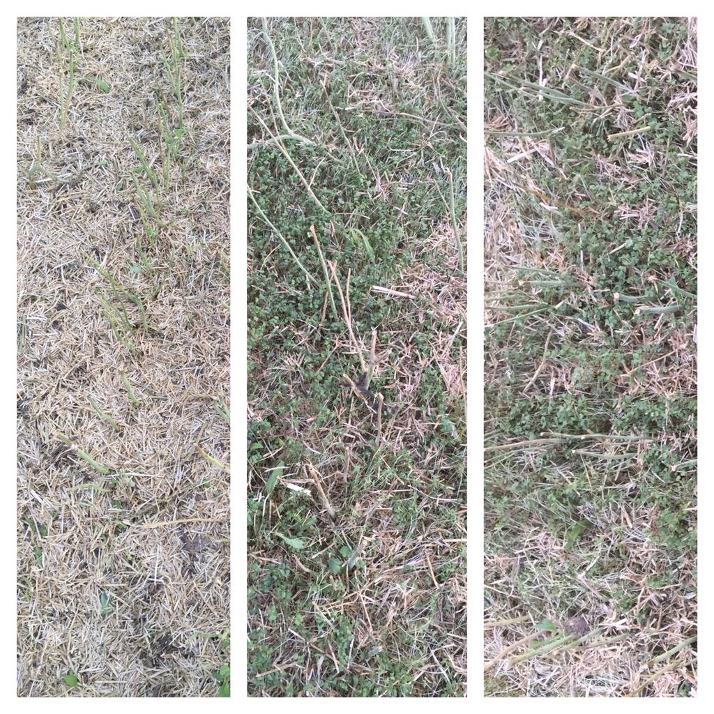 Picture from underneath the swaths. From left to right L140P ,L130 , 5440.  No pod shatter = no volunteers