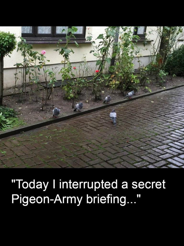 PigeonDrunk's tweet photo. Just seen this on the @TheLadBible - this is me planning to take over the world after a few Britney Spears http://t.co/bRFiyIa0Ig