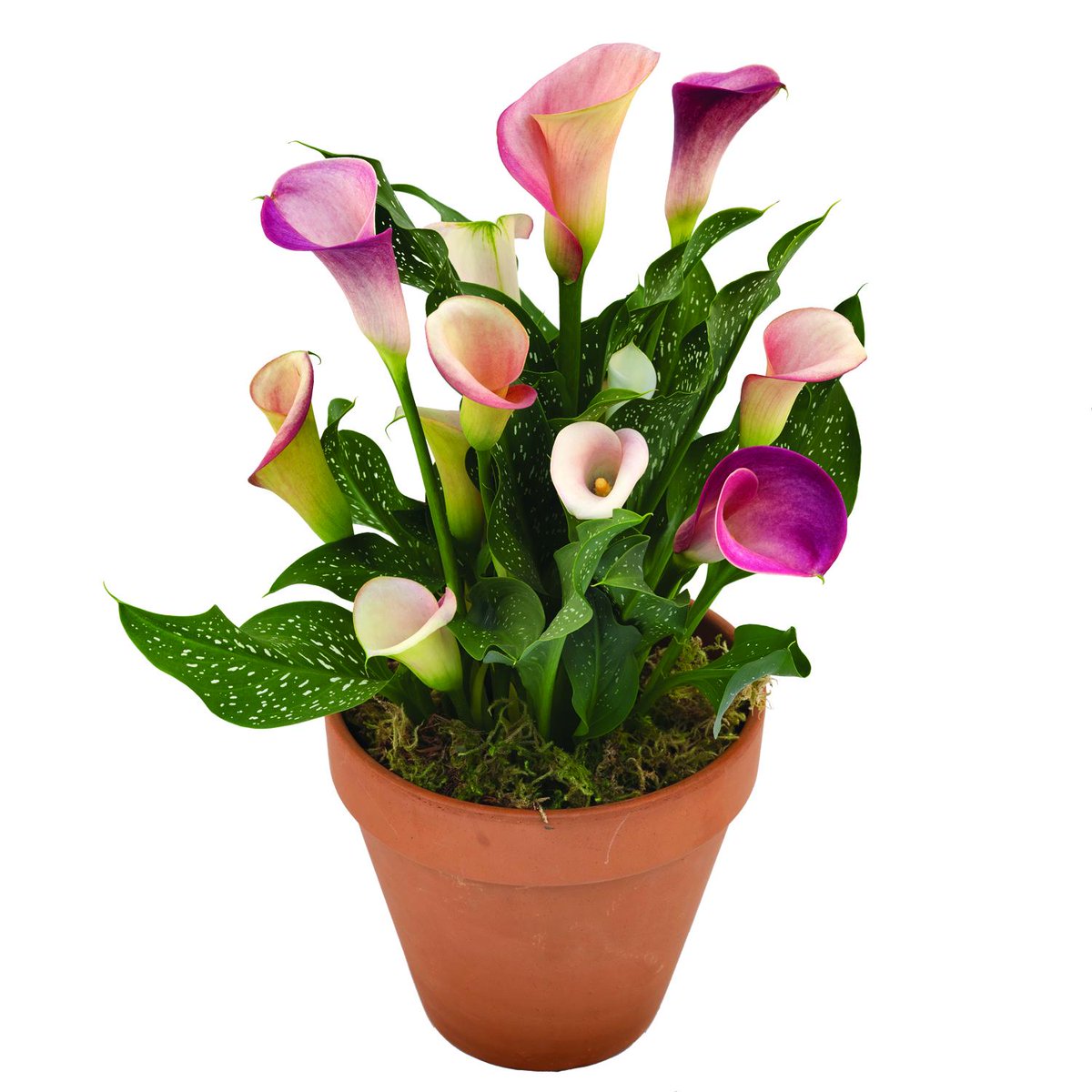 CalBulbs tweet picture
