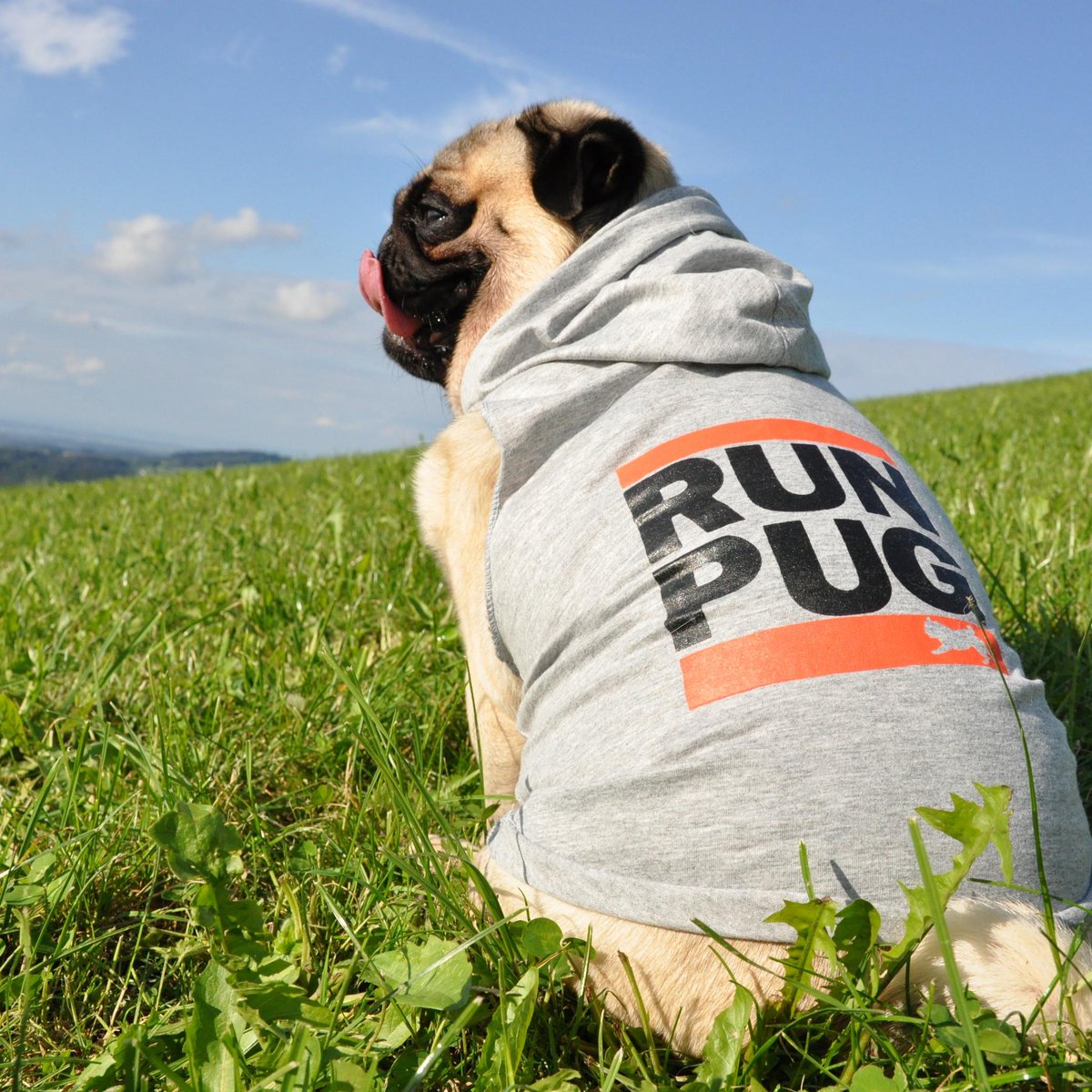 NutelloThePug's tweet photo. Wanna go for a run?! 😀 wearing pugsome @pugsgymwear 
#nutellothepug #pug #dog #run #nature http://t.co/i7B9ZbOyvy