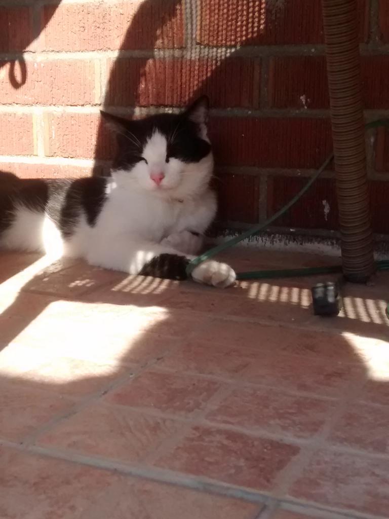 TheGoldenCutie's tweet photo. Tux relaxing in the shade!Look how long and lean he is!! #cats #streetcat #animalfriend I wish he could live with us! http://t.co/yZBByezy0C