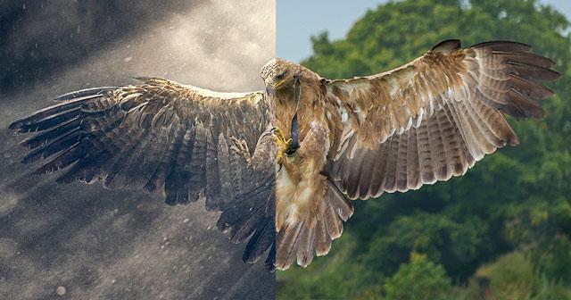 Photoshop's tweet image. 5 Steps to adding long shadows in Photoshop (and therefore creating an owl's evil twin): bit.ly/1FCDwI0