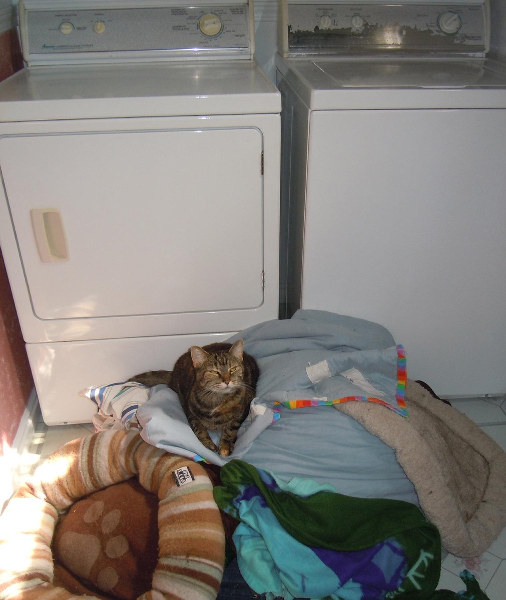 saveacatorg's tweet photo. #Cats make LOTS of laundry! #donate #cleanbeds4cats  https://t.co/ktBqIoTAVK http://t.co/akkH02gLAq